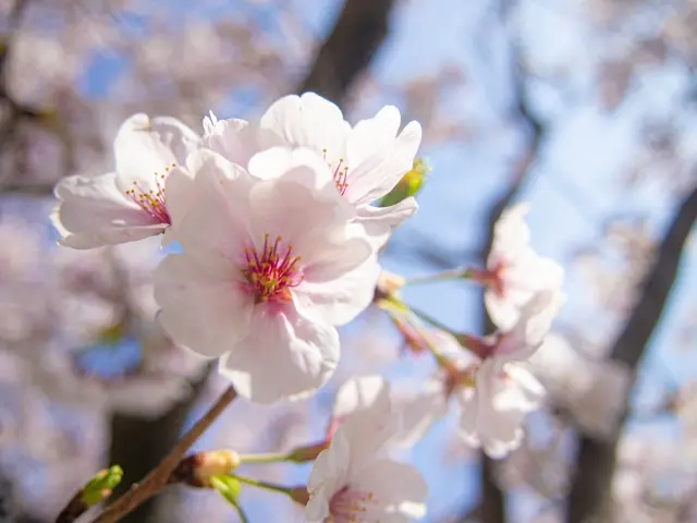 秩父の桜の開花時期のイメージ画像