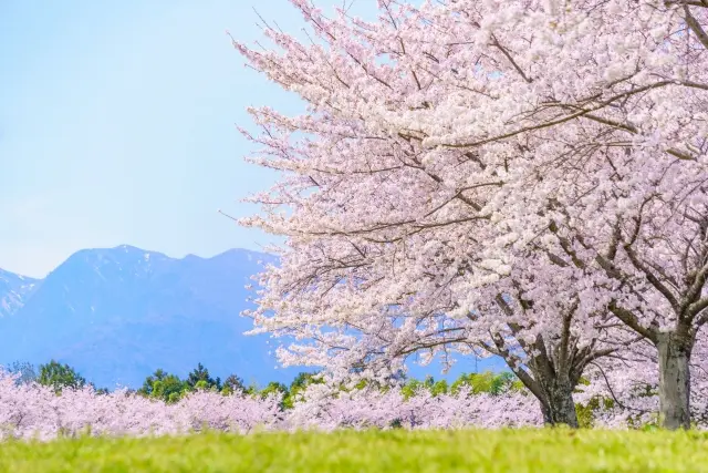 所沢の桜の穴場は？2,023年絶対に見たい名所スポット7選のイメージ画像