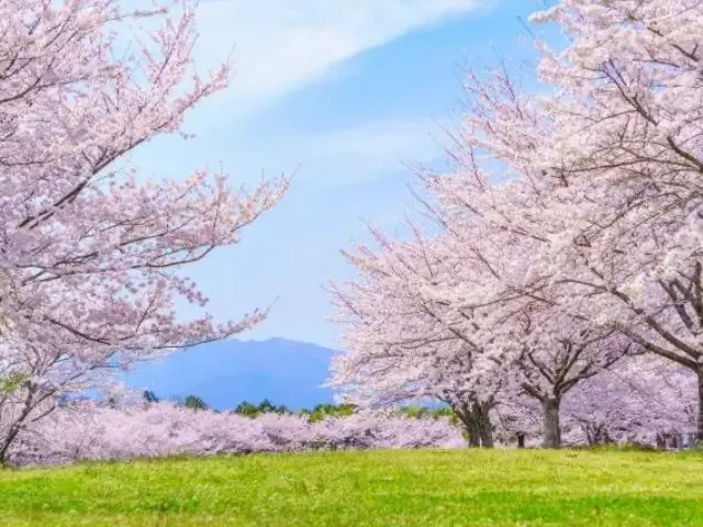 墨田区の桜の穴場は？のイメージ画像