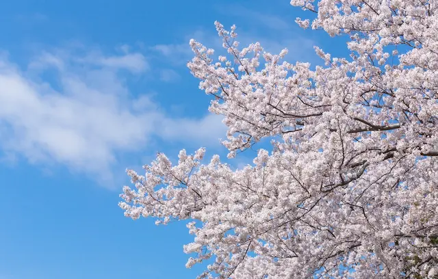 江戸川区の桜の穴場は？2023年に絶対みたい名所スポット10選紹介！の参考画像