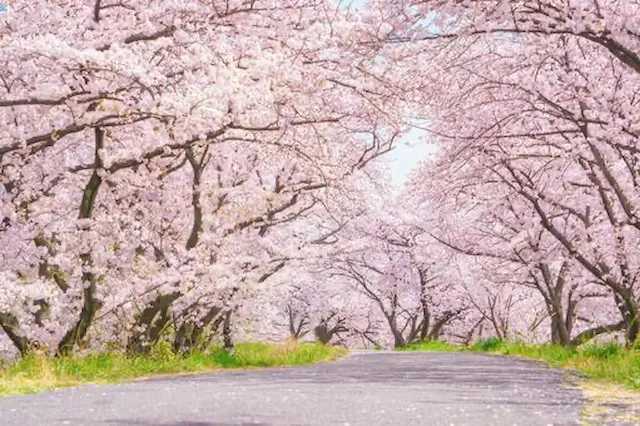 江戸川区の桜の開花時期の参考画像