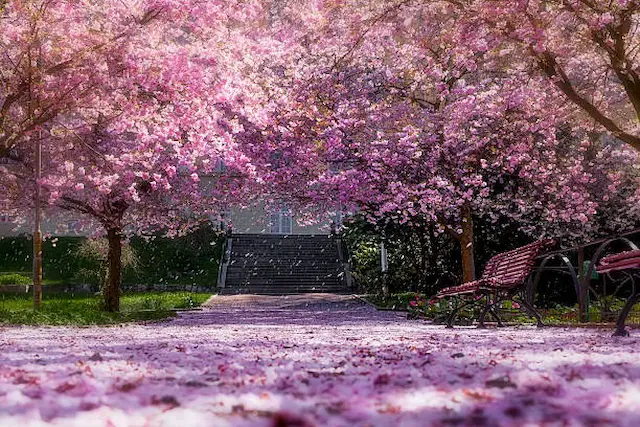 大田区で桜の穴場に来たら寄りたいスポットイメージ画像