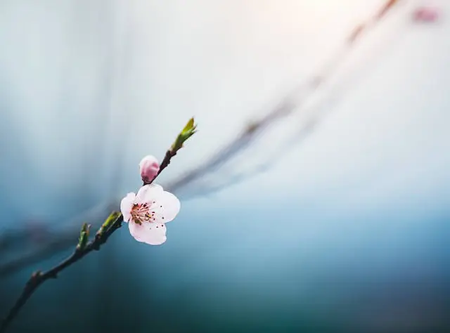 大田区の桜の開花時期イメージ画像
