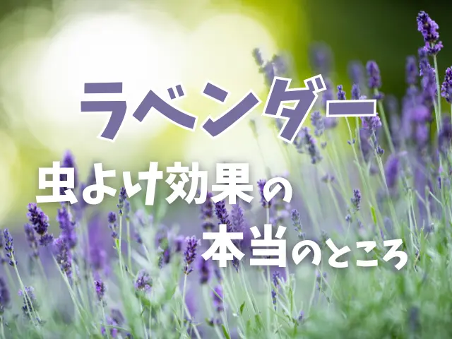 ラベンダーに虫除け効果はある？寄ってくる虫との関係と正しい使い